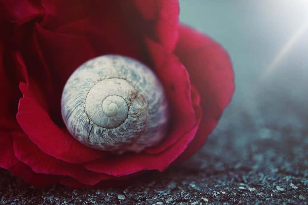 Camelia, flor de Galicia
