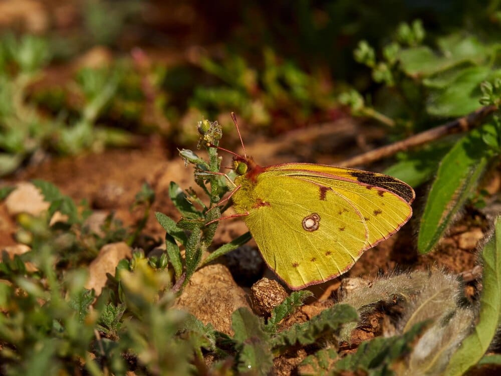 Mariposas en el Llobregat: un refugio natural en Sant Boi