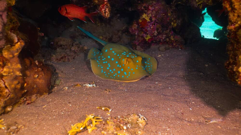 El tesoro marino que Arrecife intenta proteger