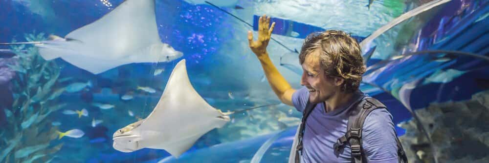 El Acuario de Gijón celebra 20 años con una exposición