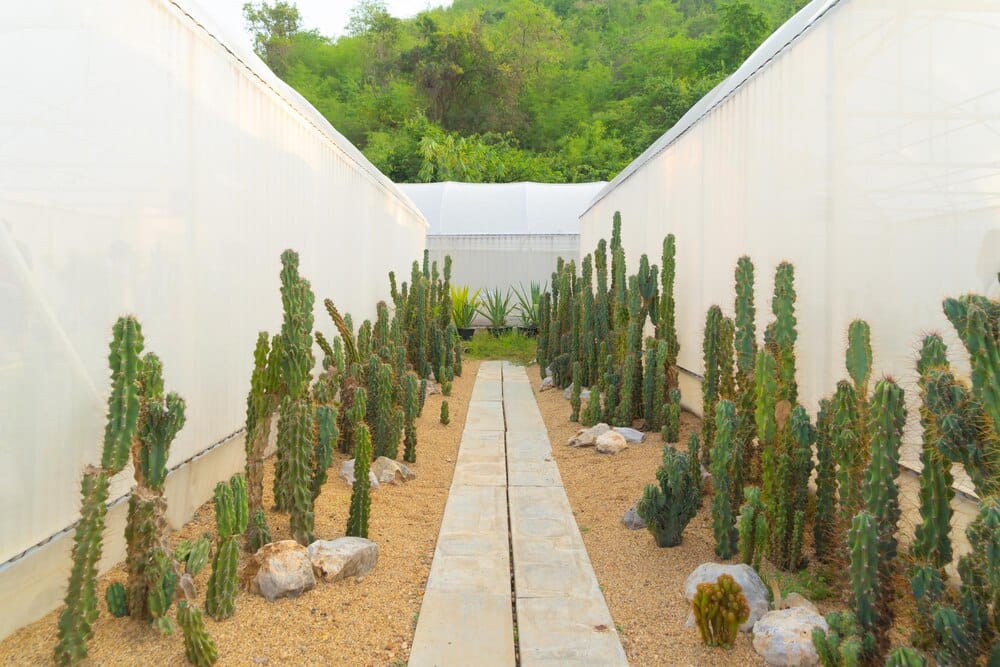 El Jardín Teresa: cactus del mundo en Motril