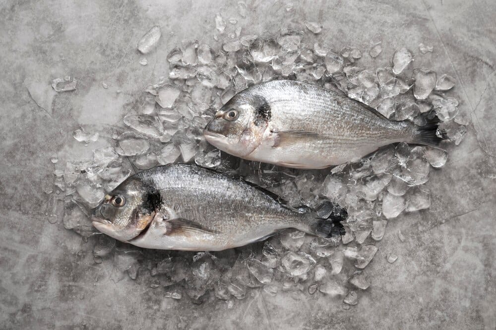 Lanzamiento del choco de Cambados de «PescadeRías, de onde senón?»