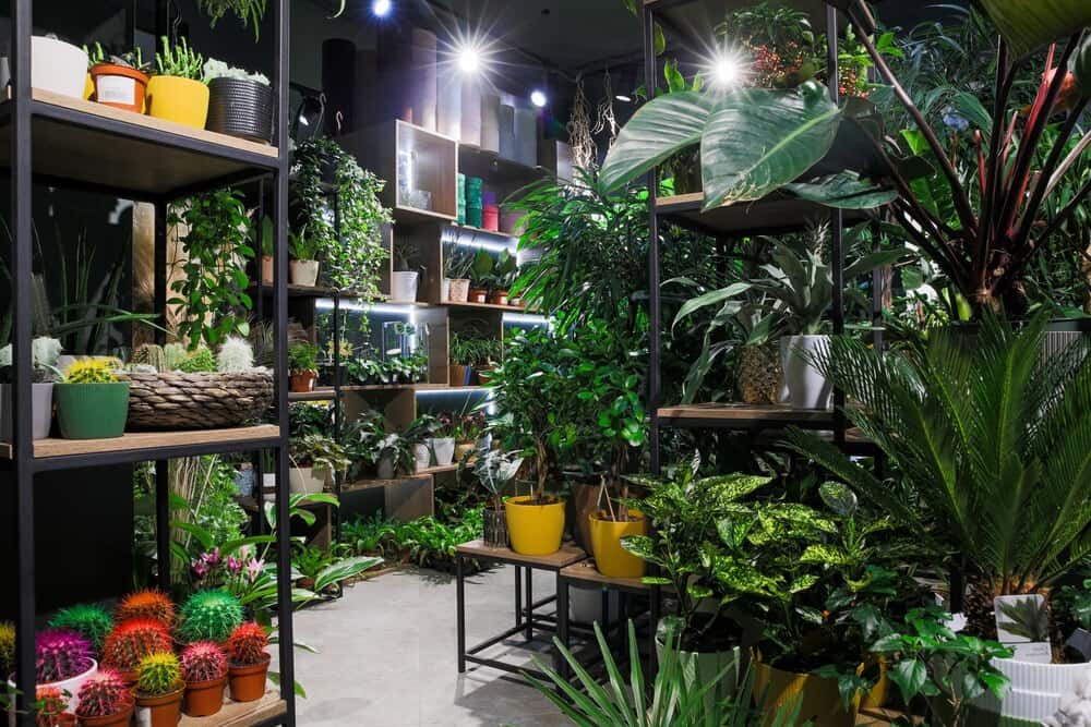 Plantes Pour Tous - Gran Venta de Plantas en Bilbao