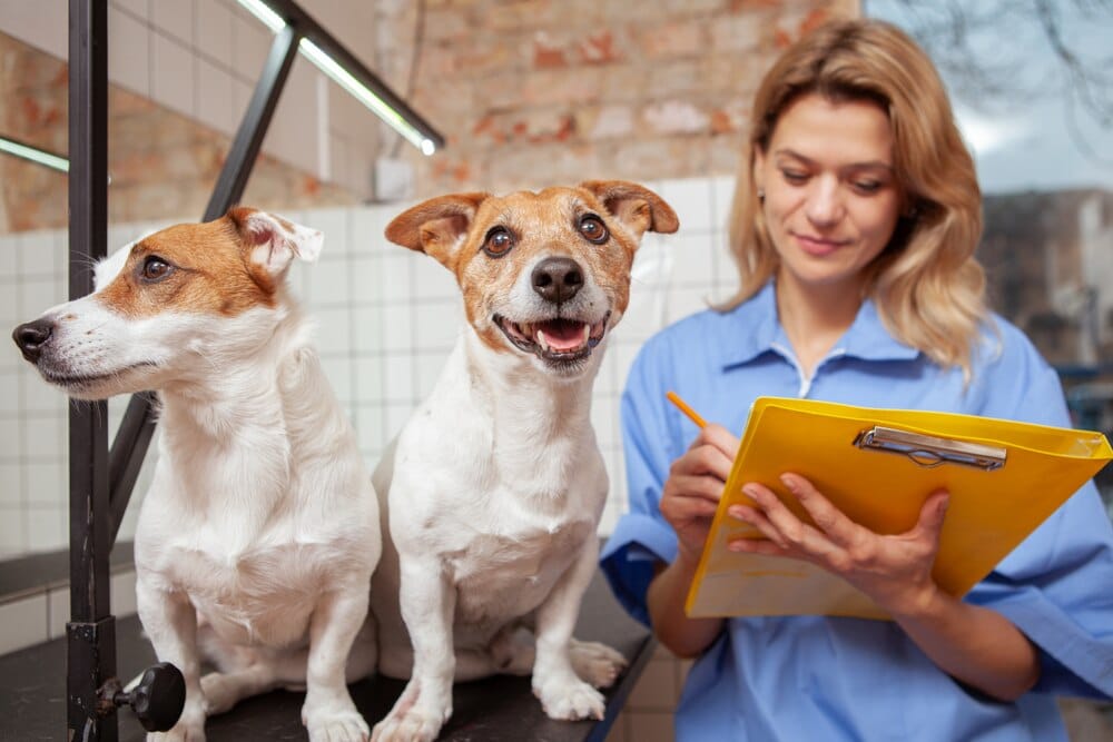 Amaita Veterinaria & Mascotas: servicios y horarios