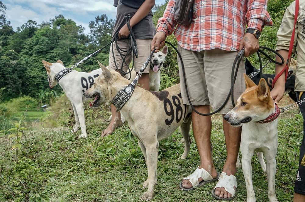 Concurso de perros pastores en Prades: plan rural