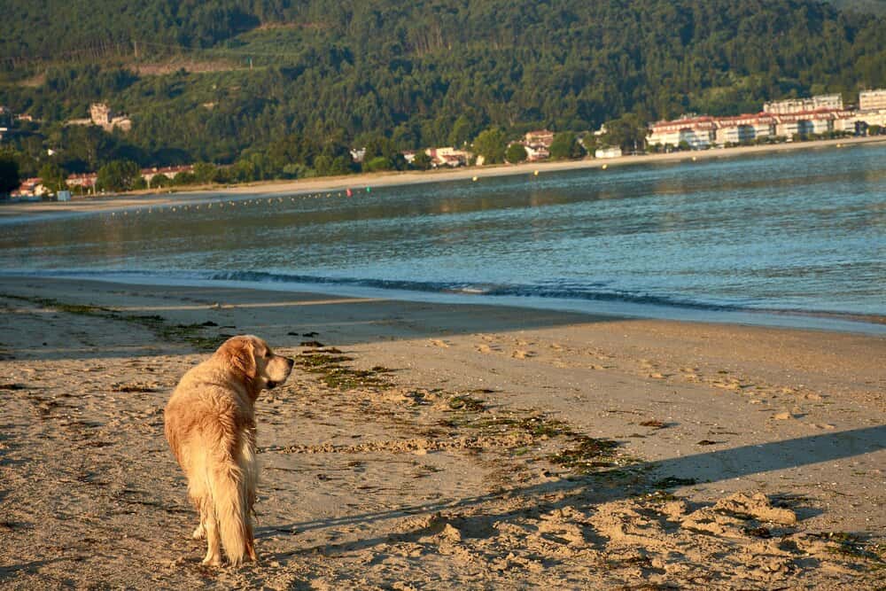 Playas caninas en A Coruña y alrededores para este verano