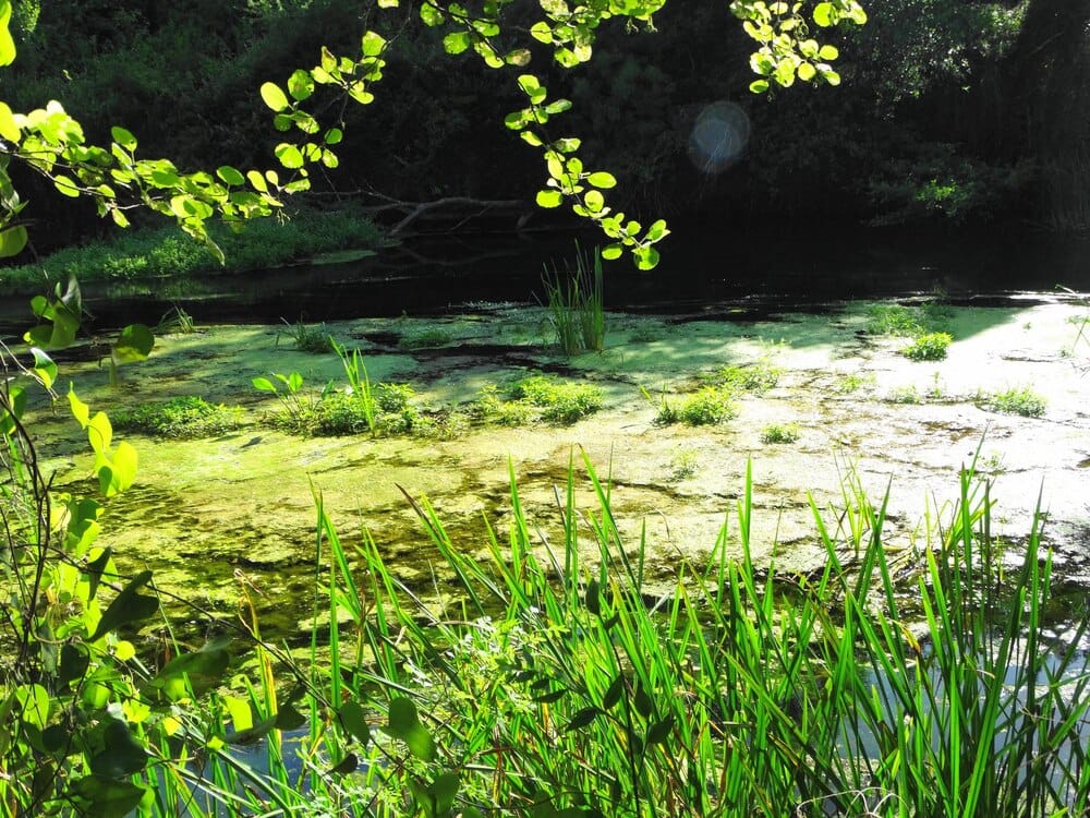 Espacios verdes, lugares de silencio