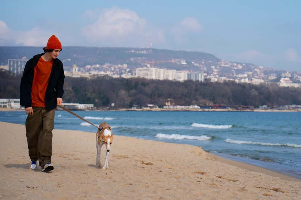 Donostia con perro: guía para pasear y tomar pintxos