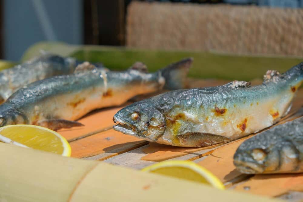 Temporada de pescado de río en el Miño