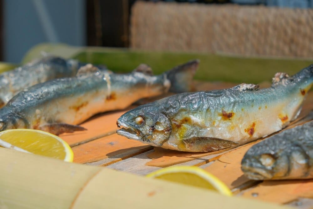 Temporada de pescado de río en el Miño