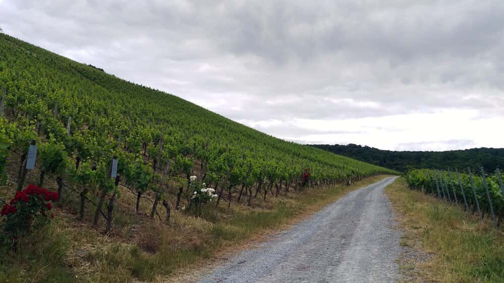 Ruta de cerezas y viñedos por la Ribeira Sacra de Lugo