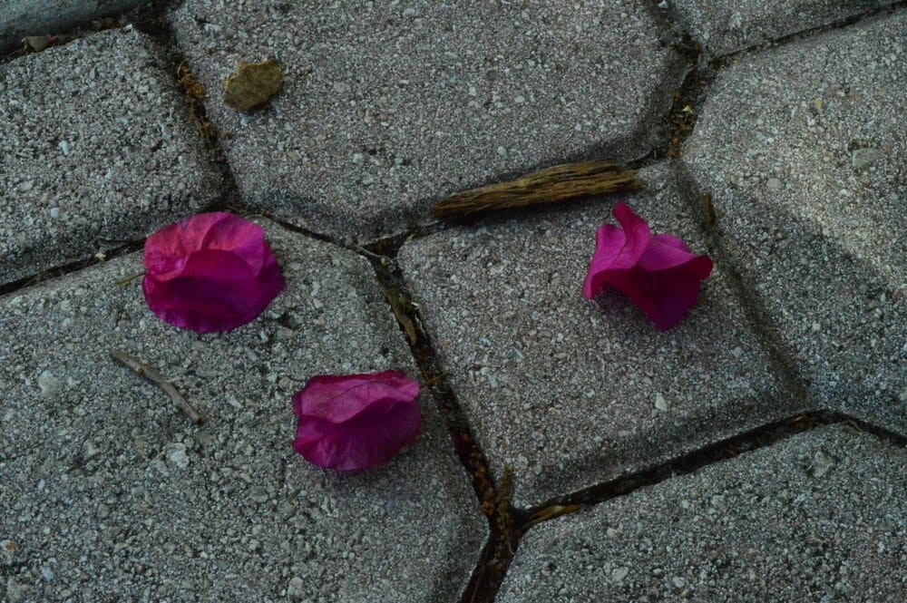 Semana Santa de Valladolid 2026