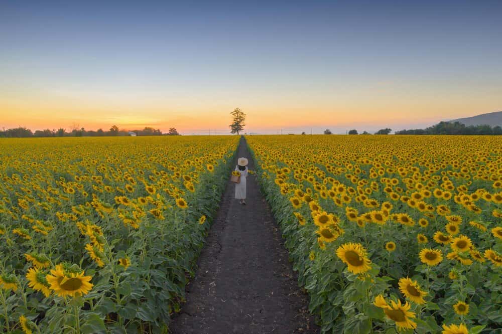 Ruta de los girasoles en Sevilla: dónde ver los campos