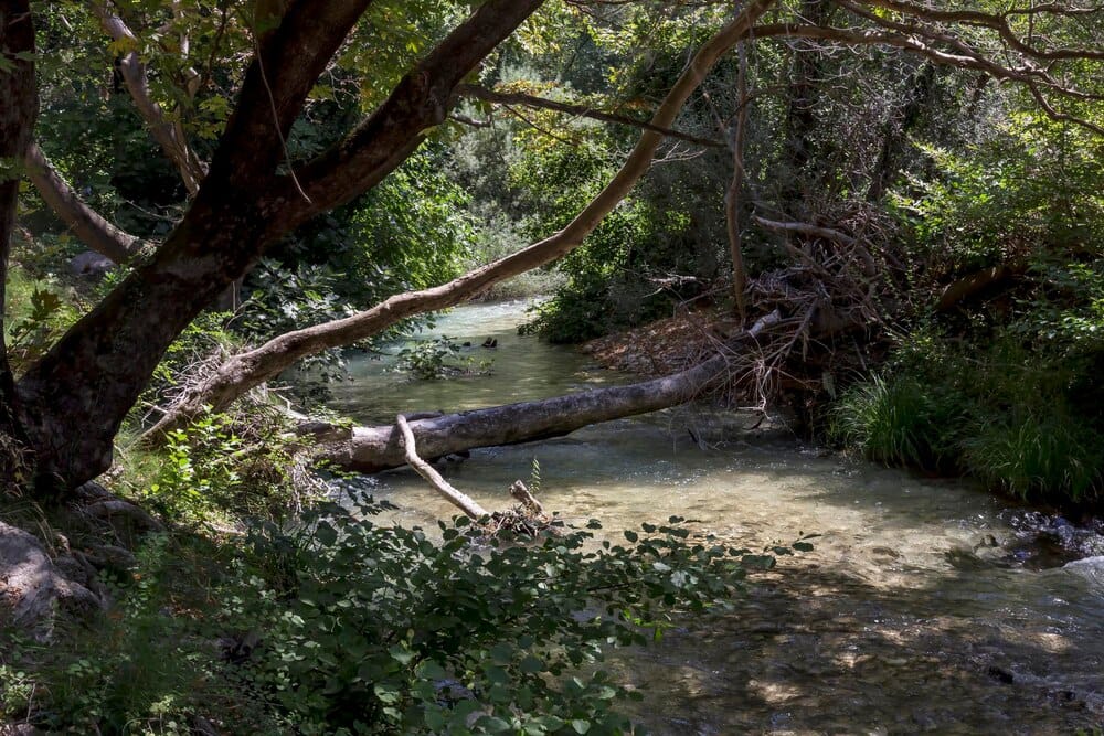 Ruta Meandros del Nora - Bosque de Shiitake
