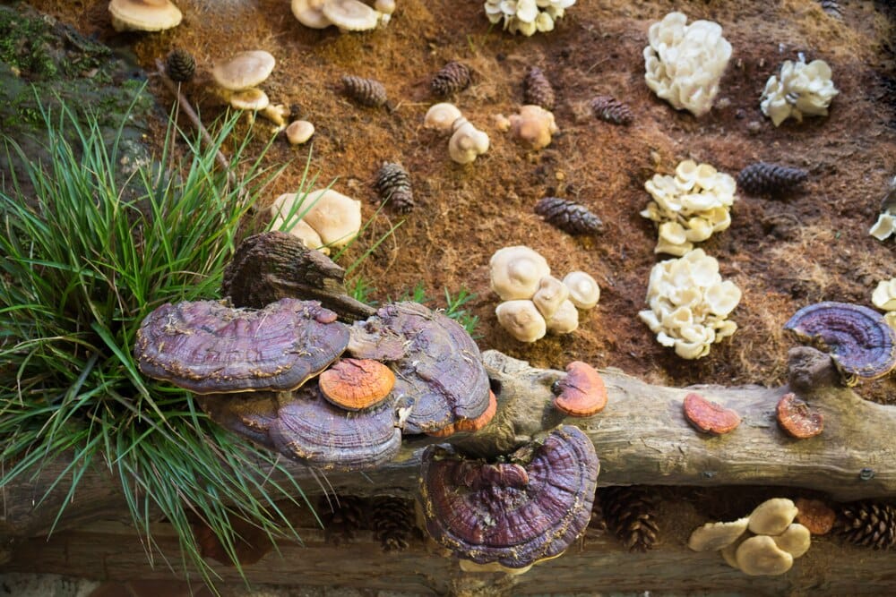 La Botica Natural: micología y salud natural en Arganda