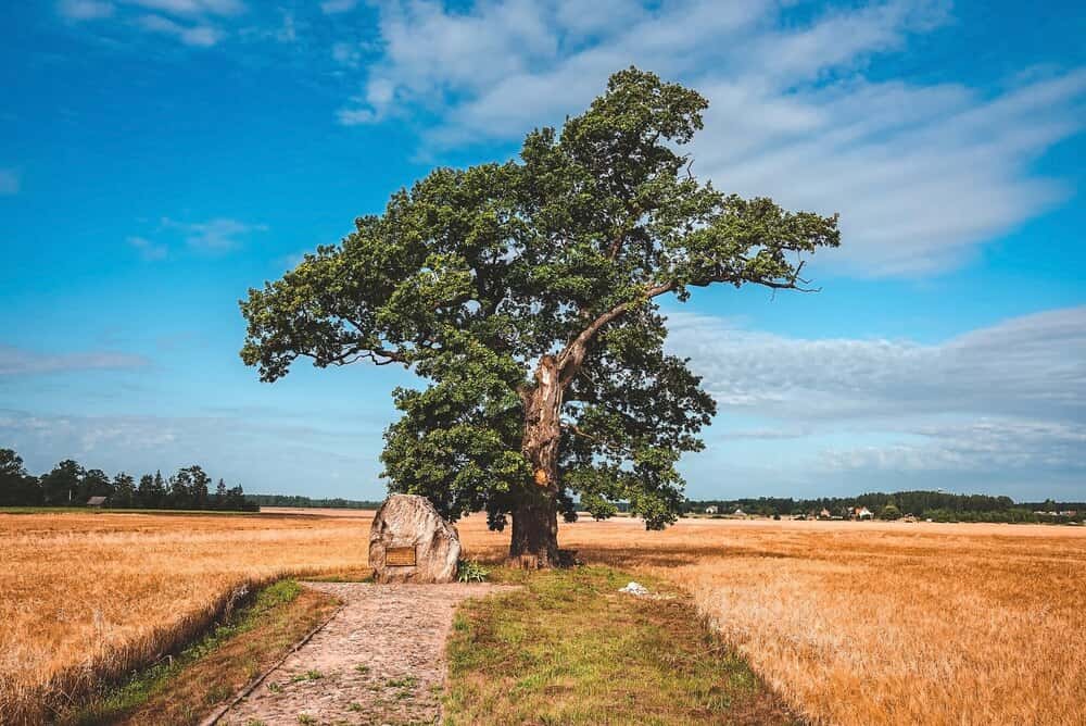 The 900-Year-Old Tree of Devon: A Day Visit to Meavy