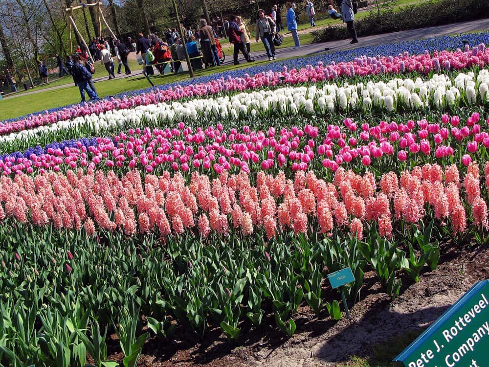 UK's Largest Tulip Festival Near Brighton