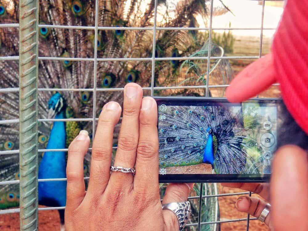La Taconera estrena una guía de aves inclusiva