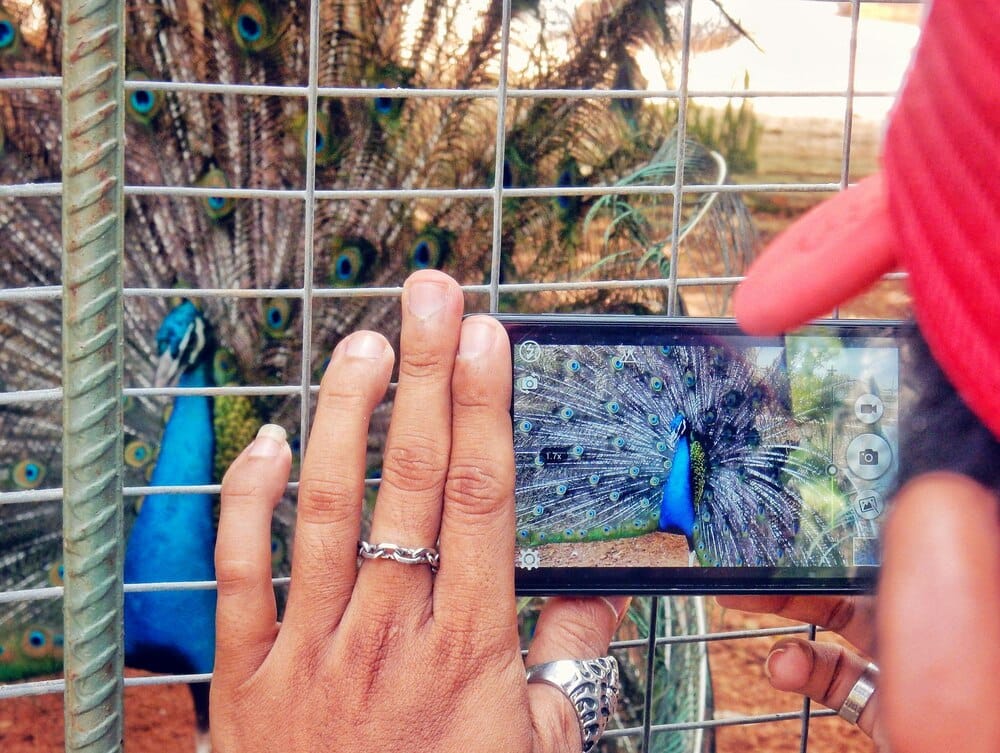 La Taconera estrena una guía de aves inclusiva