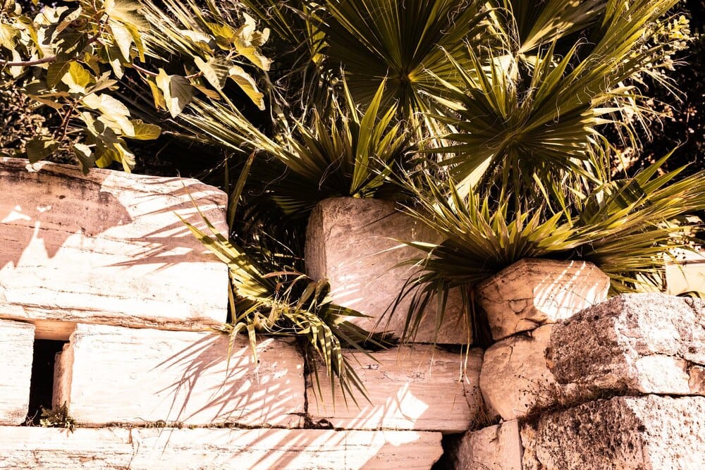 Procesiones del Domingo de Ramos en Ourense