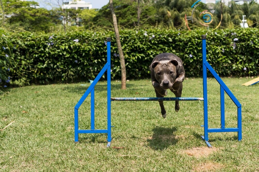 El Bercial estrena área canina con circuito Agility