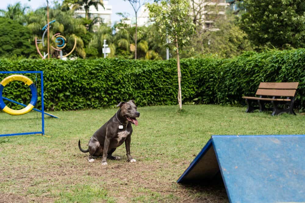 Getafe estrena área canina en El Bercial