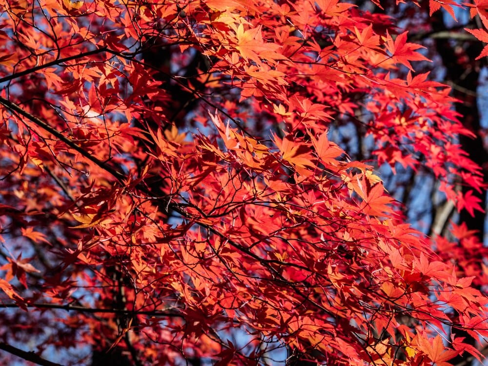 El papel del arce japonés en el jardín
