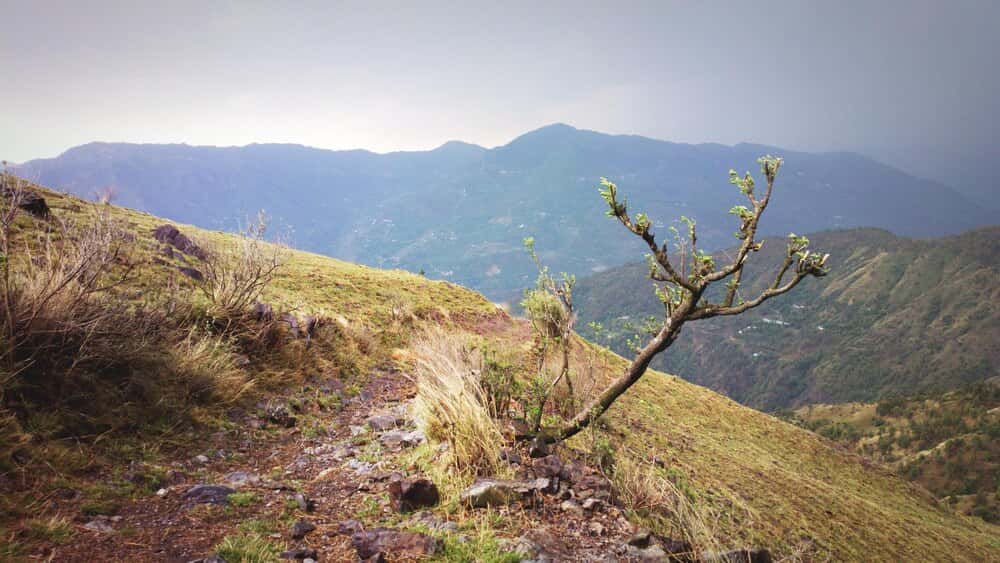 La Bajada de la Rama en Juncalillo