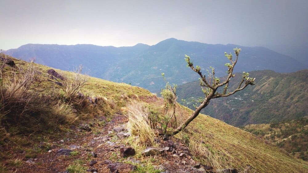 La Bajada de la Rama en Juncalillo