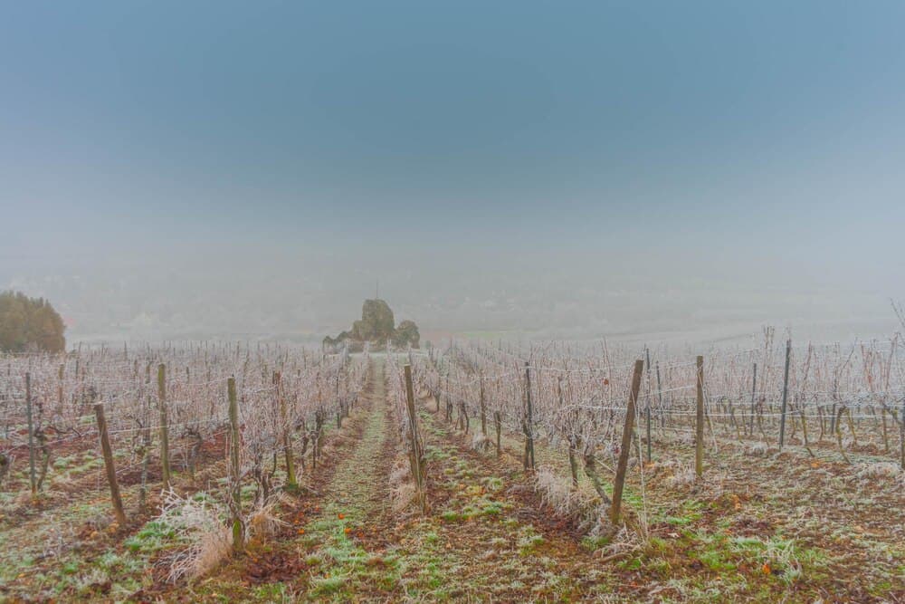 Certificados en Cultura del Vino Nivel II: La Galicia del vino. Enamórate de sus vinos como nunca te los habían contado