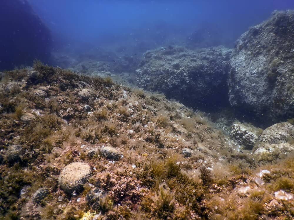 El fondo marino de Calvià, en directo y sin mojarse
