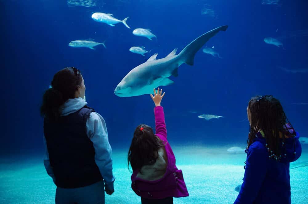 Días sin Cole en el Acuario: cursos y noche con tiburones