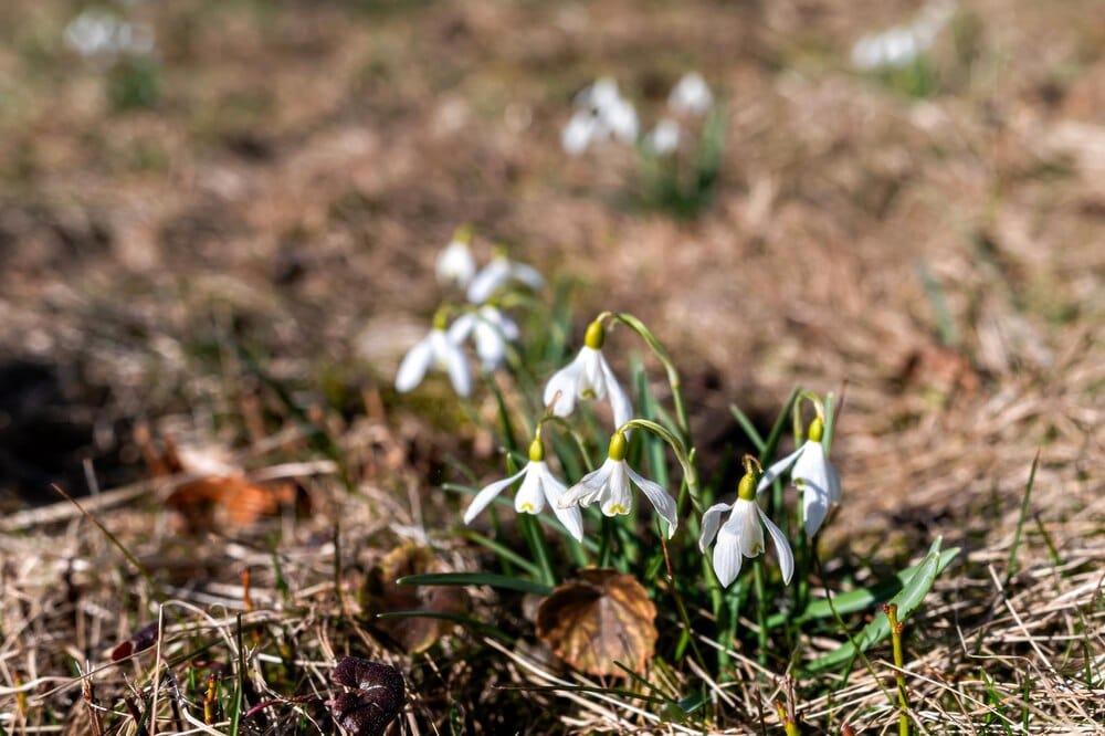 A Blanket of White: Snowdrop Spotting in Sussex