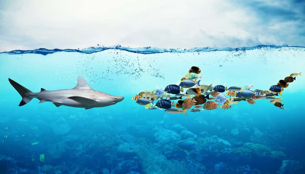Jornada jugatecambiental: Tiburones en peligro