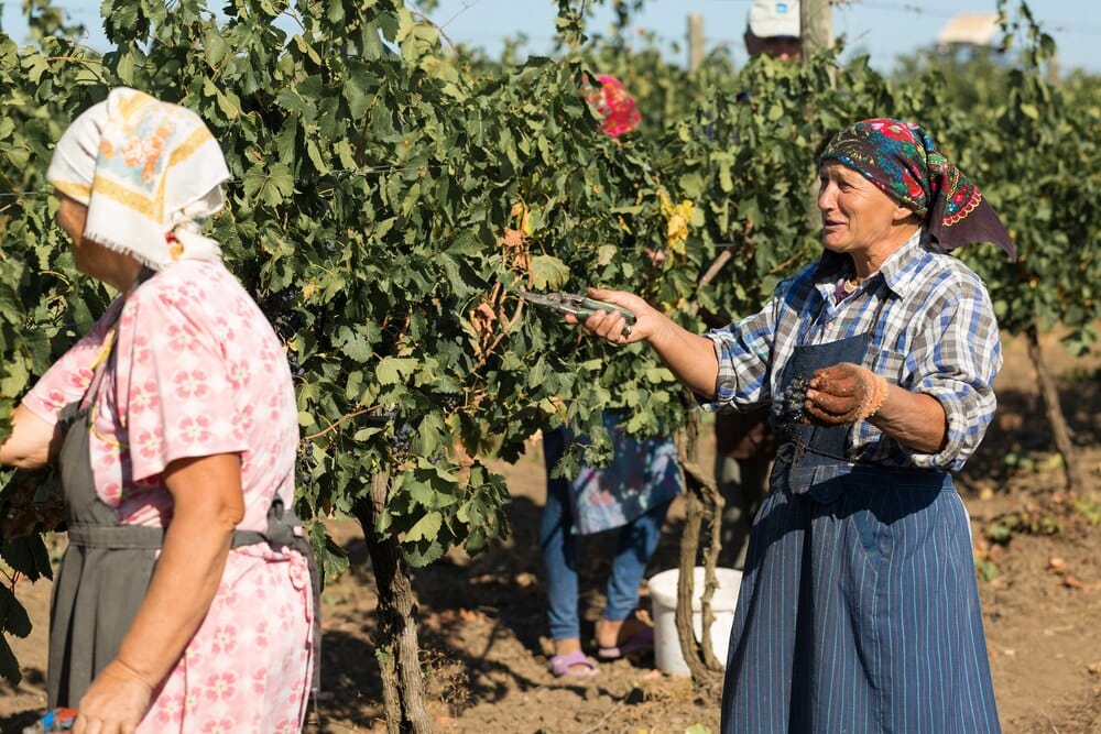 La vendimia en Moclinejo: vino y tradición