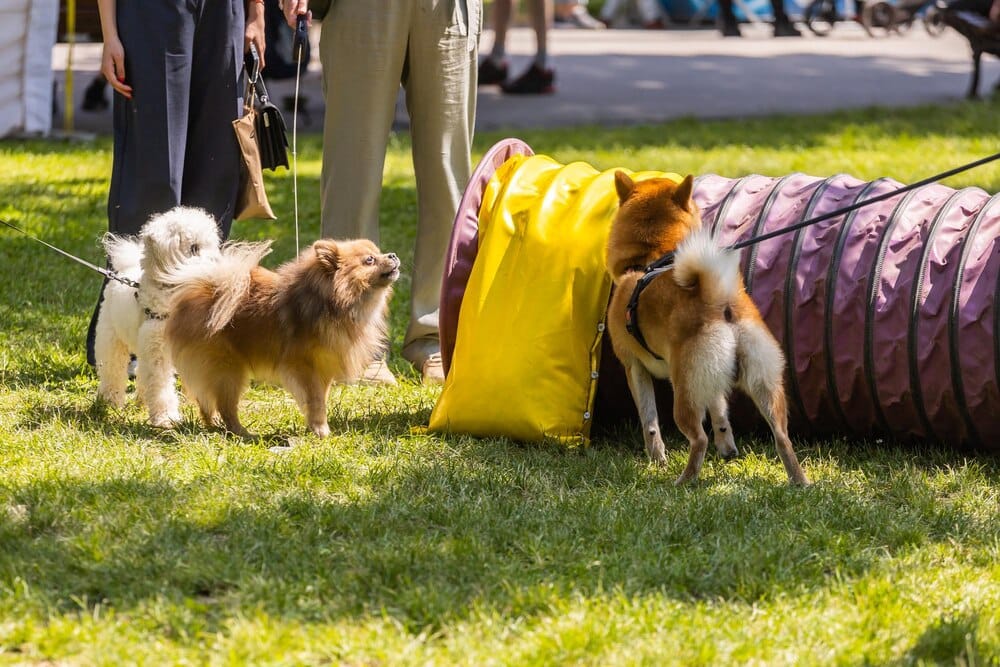 4a Festa animalista de les Corts