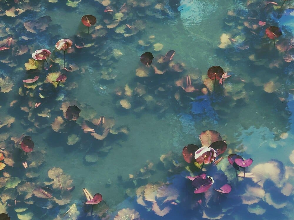 Brazadas solidarias en el río Lérez