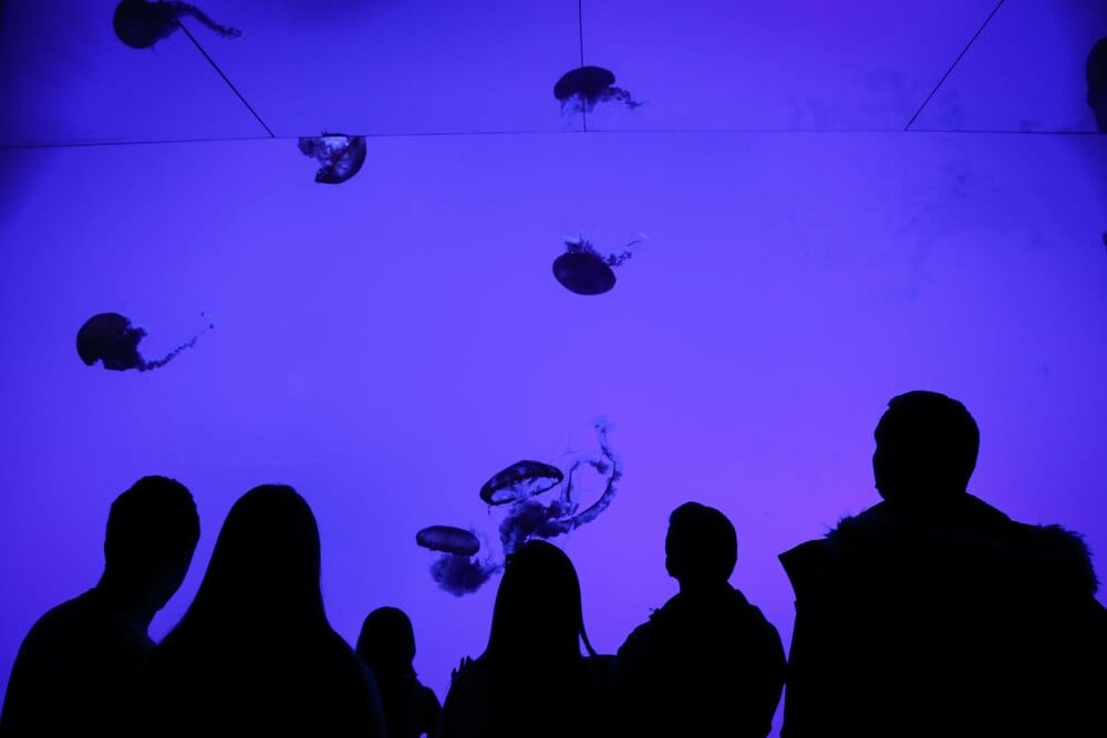 Elas, produtoras executivas