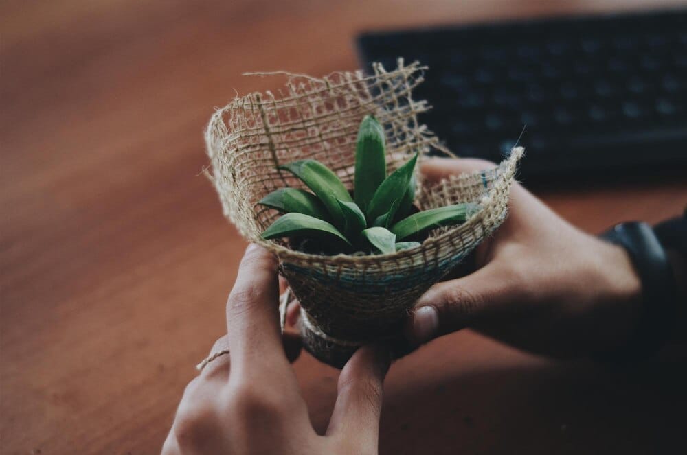 Obradoiros de kokedamas