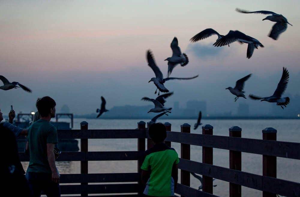 Avistamiento de aves