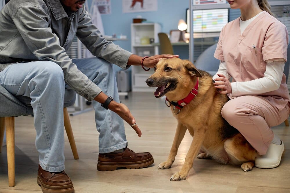 Taller para perros: perder el miedo al veterinario