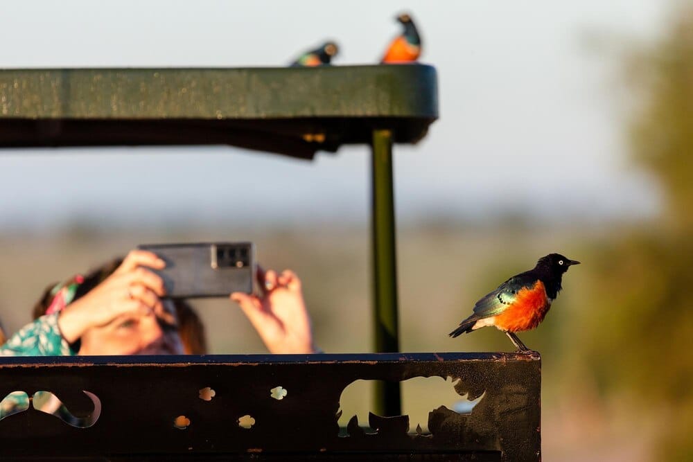 El Delta Birding Festival vuelve del 18 al 20 de septiembre