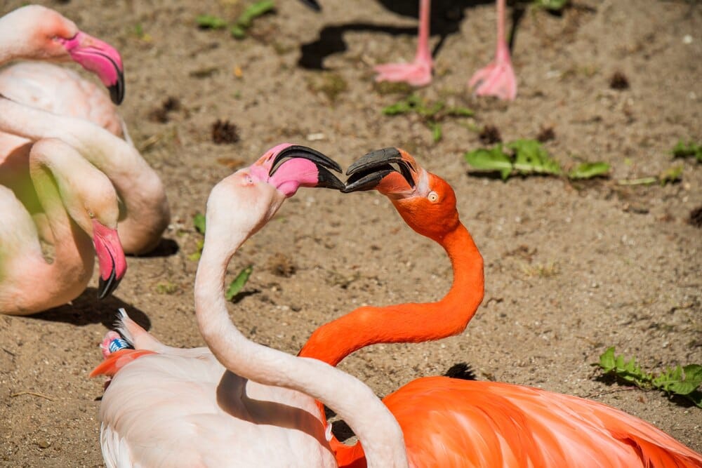 Viernes Flamencos: lo que queda tras Ángeles Toledano