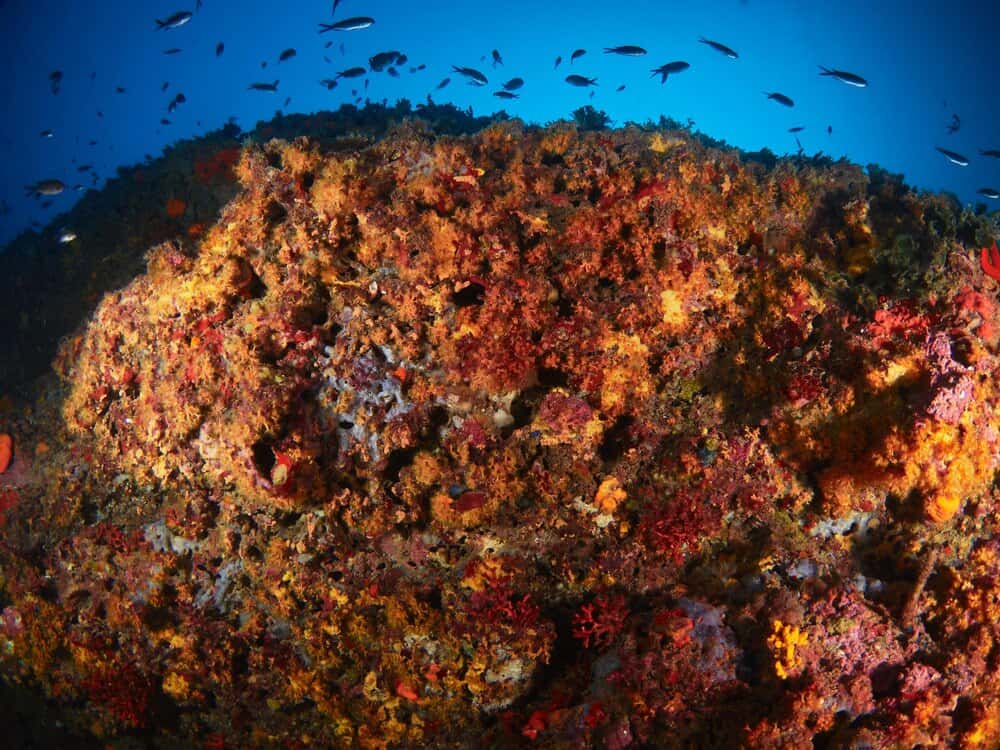 El Encuentro Coral Internacional cerró su 38.ª edición