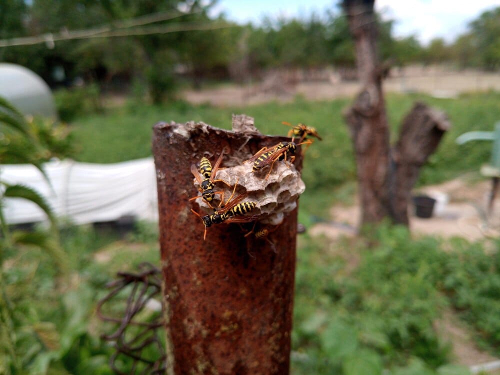 Charla informativa sobre la avispa asiática