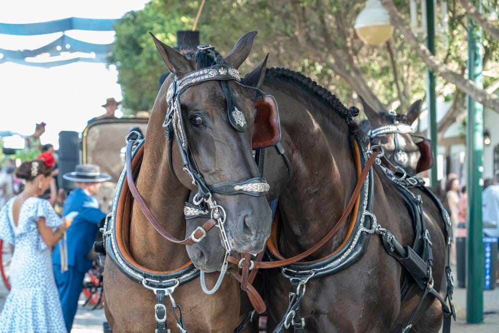 Real Feria de Agosto de Antequera: conciertos y programa