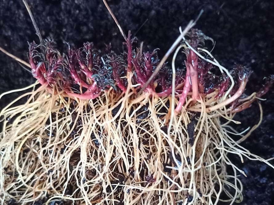 Taller para adultos: Producción y multiplicación de plantas