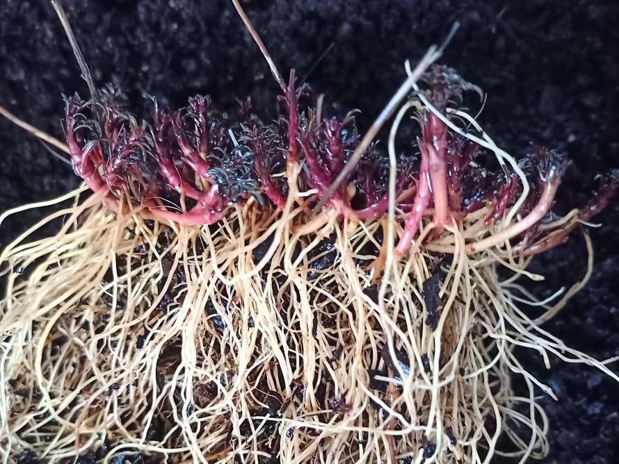 Taller para adultos: Producción y multiplicación de plantas