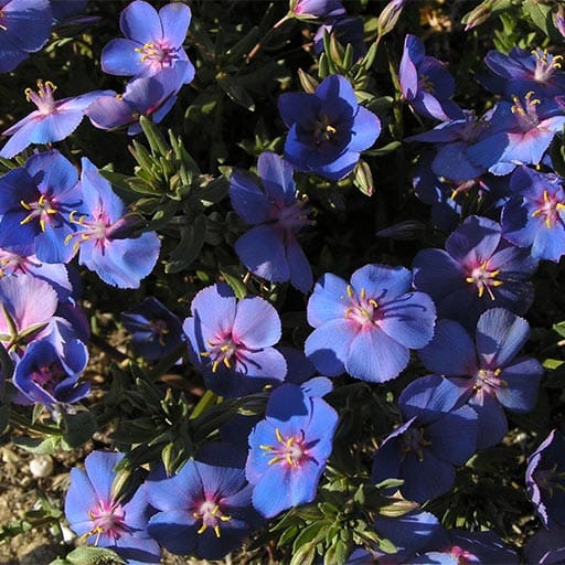 Paseo Botánico por Parque de Los Toruños