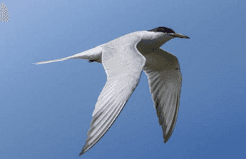 Descubre las aves del Parque de Pradolongo